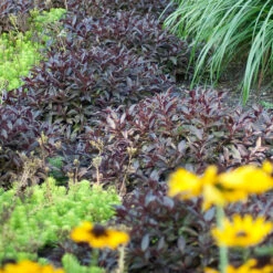 Midnight WineĀ® Weigela