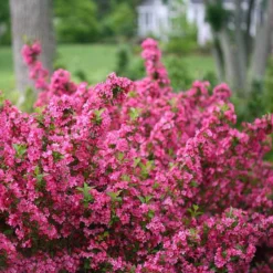 Sonic Bloom® Pink Weigela -Great Garden Plants Shop weigela sonic bloom pink 2