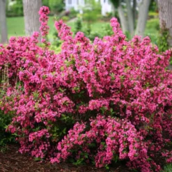Sonic Bloom® Pink Weigela -Great Garden Plants Shop weigela sonic bloom pink 3