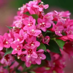 Sonic Bloom® Pink Weigela -Great Garden Plants Shop weigela sonic bloom pink 5