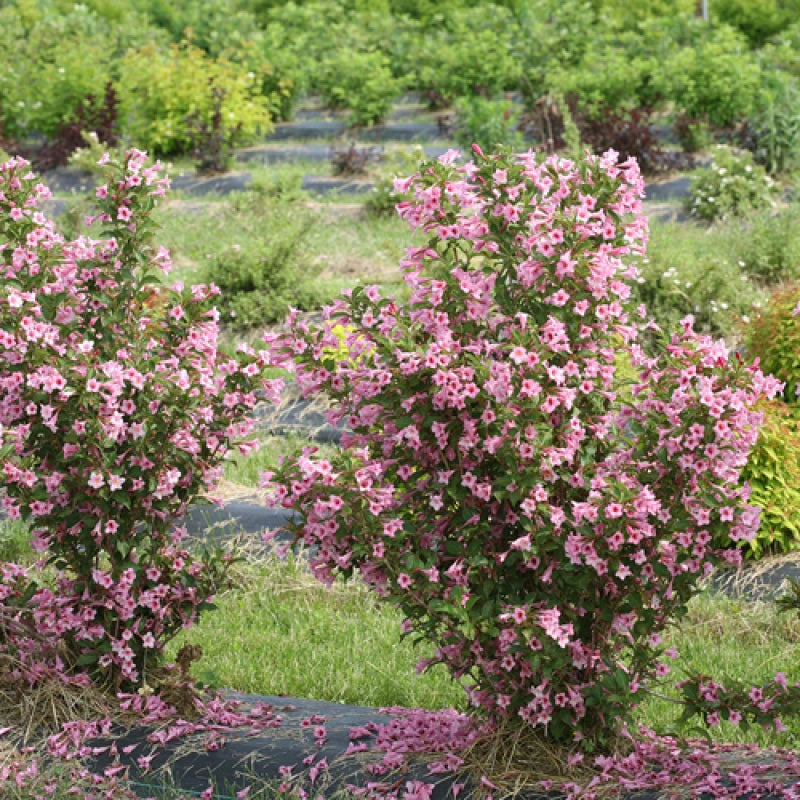 Sonic Bloom® Pure Pink Weigela 3 Sonic Bloom® Pure Pink Weigela - Image 3