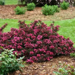 Spilled Wine® Weigela -Great Garden Plants Shop weigela spilled wine 3