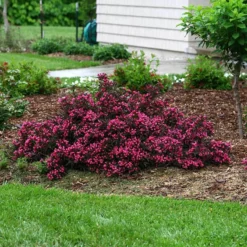 Spilled Wine® Weigela -Great Garden Plants Shop weigela spilled wine 5