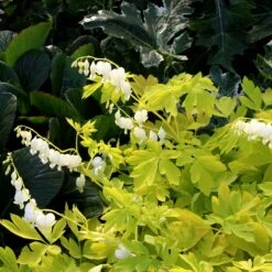 'White Gold' Bleeding Heart -Great Garden Plants Shop white gold bleeding heart 4