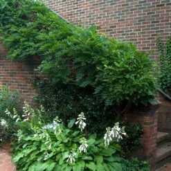 'Amethyst Falls' Wisteria -Great Garden Plants Shop wisteria amethyst falls 5 sw